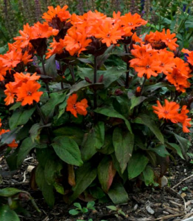 Lychnis × arkwrightii hybrid